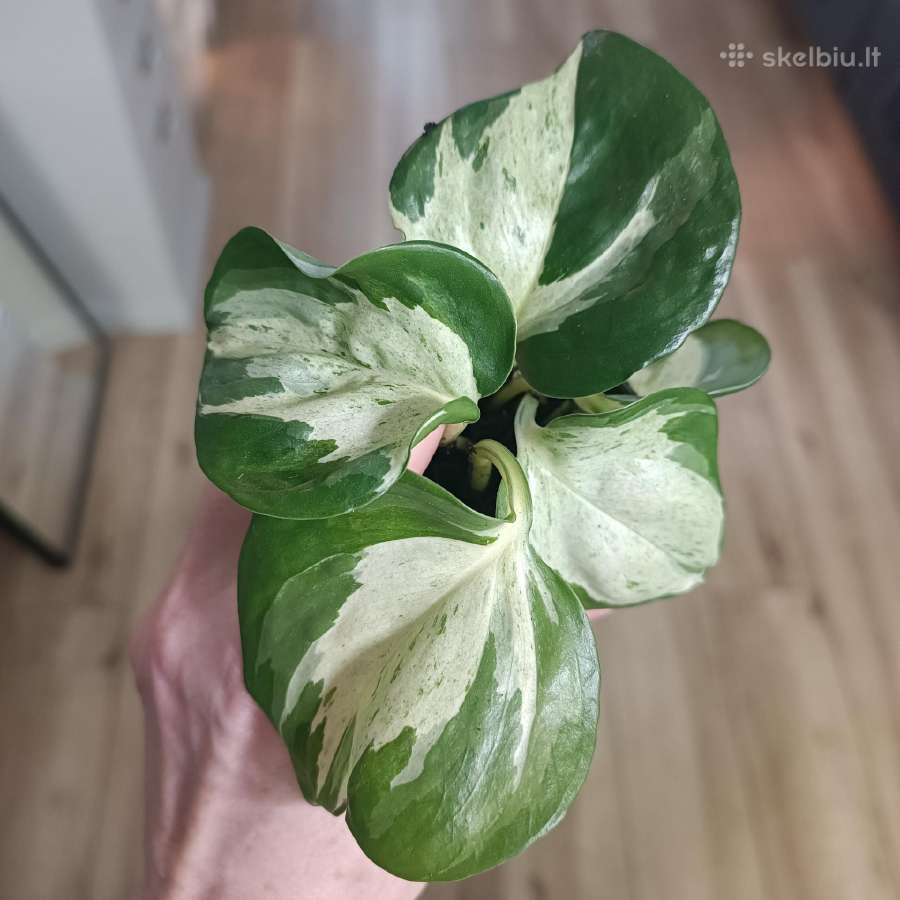 Epipremnum Manjula