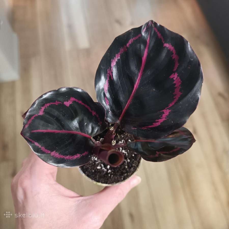 Calathea Roseopicta Dottie