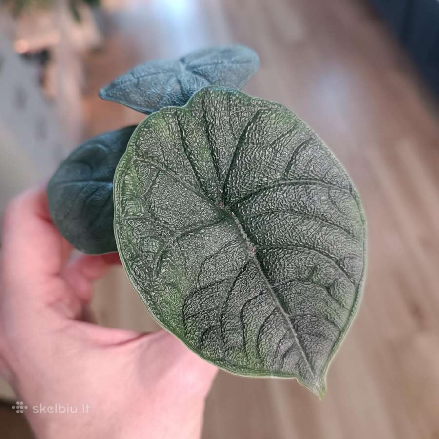 Alocasia Melo