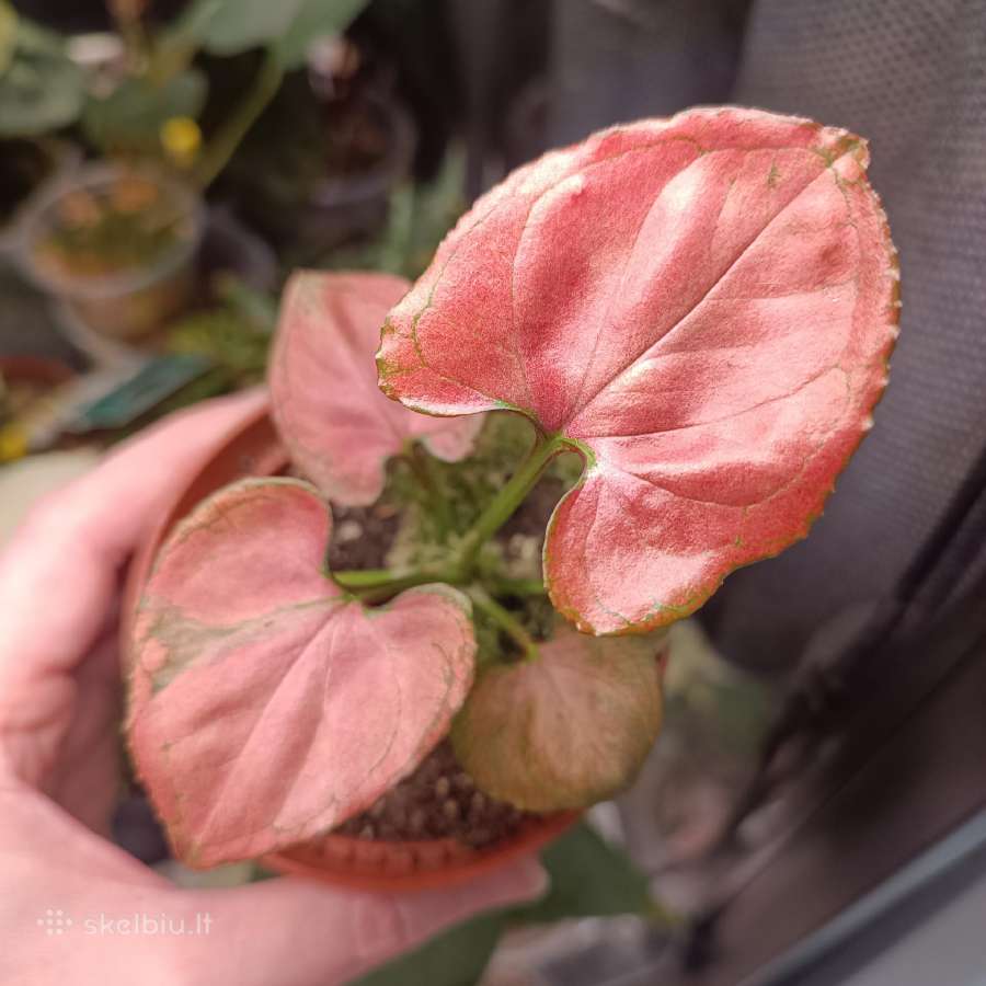 Syngonium Orm Nak