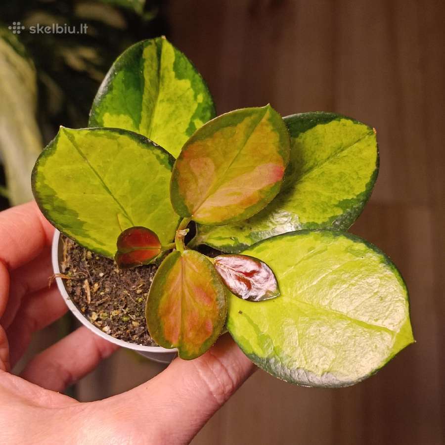 Hoya Australis Tricolor