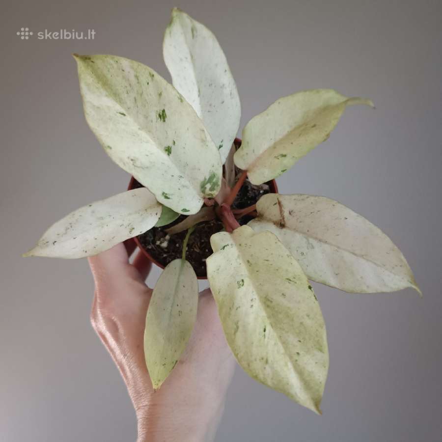 Philodendron Snowdrift