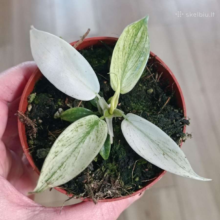 Philodendron Florida Ghost
