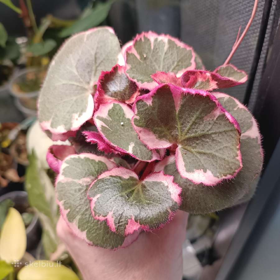 Saxifraga Stolonifera Tricolor