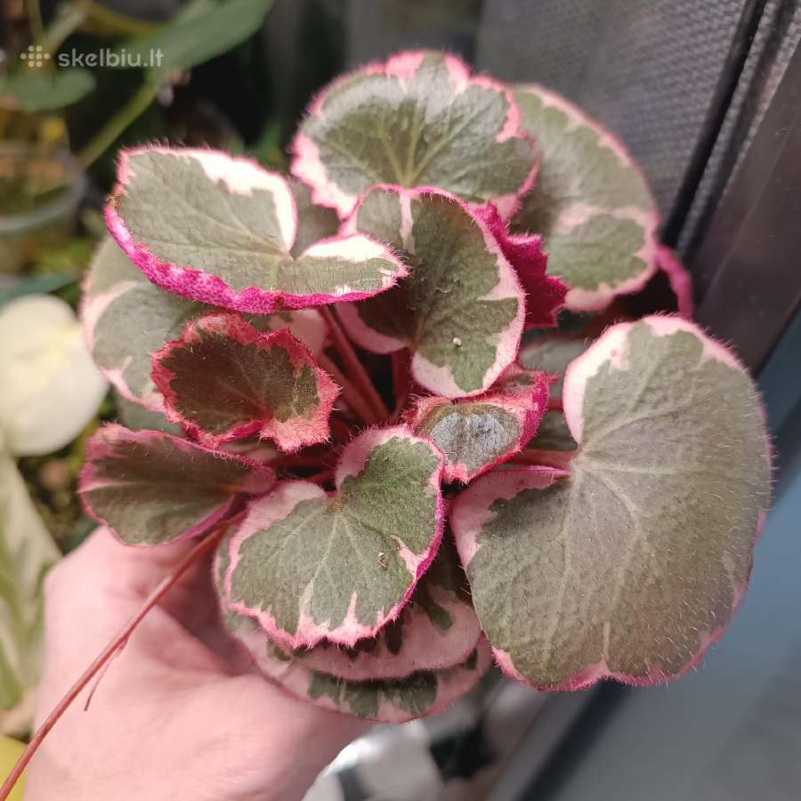 Saxifraga Stolonifera Tricolor - nuotraukos Nr. 2