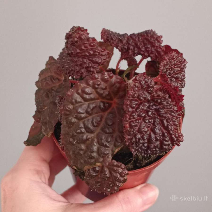 Begonia Baik x Dracopelta