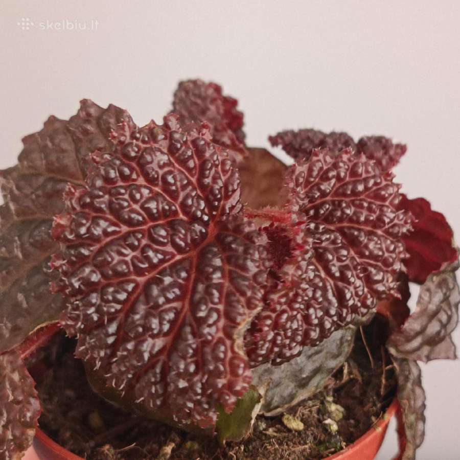 Begonia Baik x Dracopelta - nuotraukos Nr. 2
