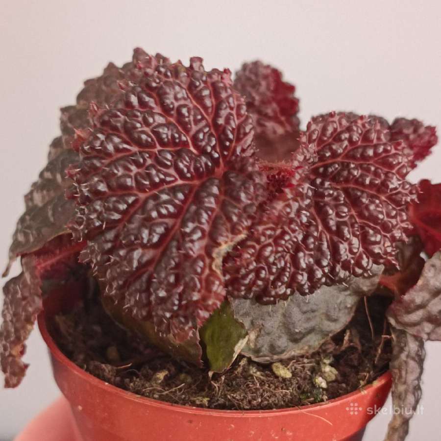 Begonia Baik x Dracopelta - nuotraukos Nr. 3