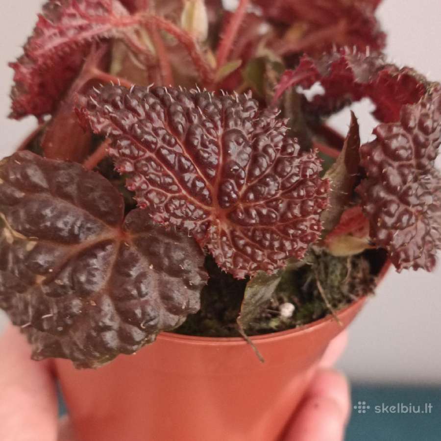 Begonia Baik x Dracopelta - nuotraukos Nr. 4
