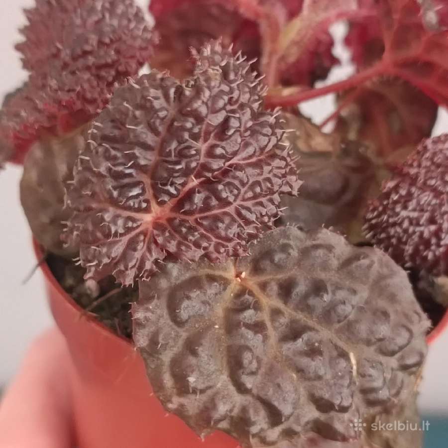 Begonia Baik x Dracopelta - nuotraukos Nr. 5