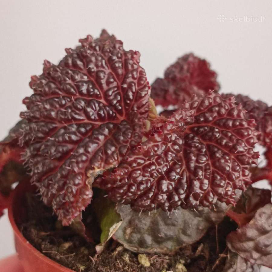 Begonia Baik x Dracopelta - nuotraukos Nr. 6
