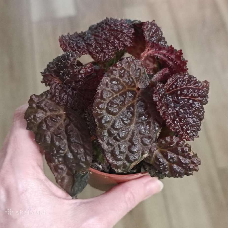 Begonia Baik x Dracopelta - nuotraukos Nr. 7