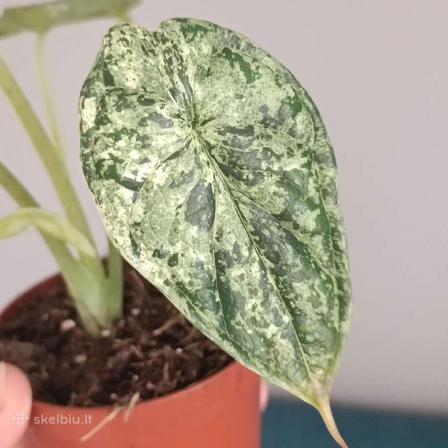 Alocasia Dragon Scale Mint variegated
