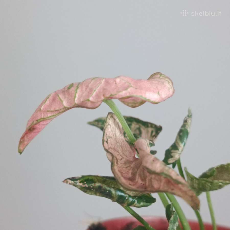 Syngonium Pink Rolli - nuotraukos Nr. 2