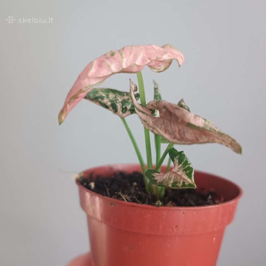 Syngonium Pink Rolli - nuotraukos Nr. 3