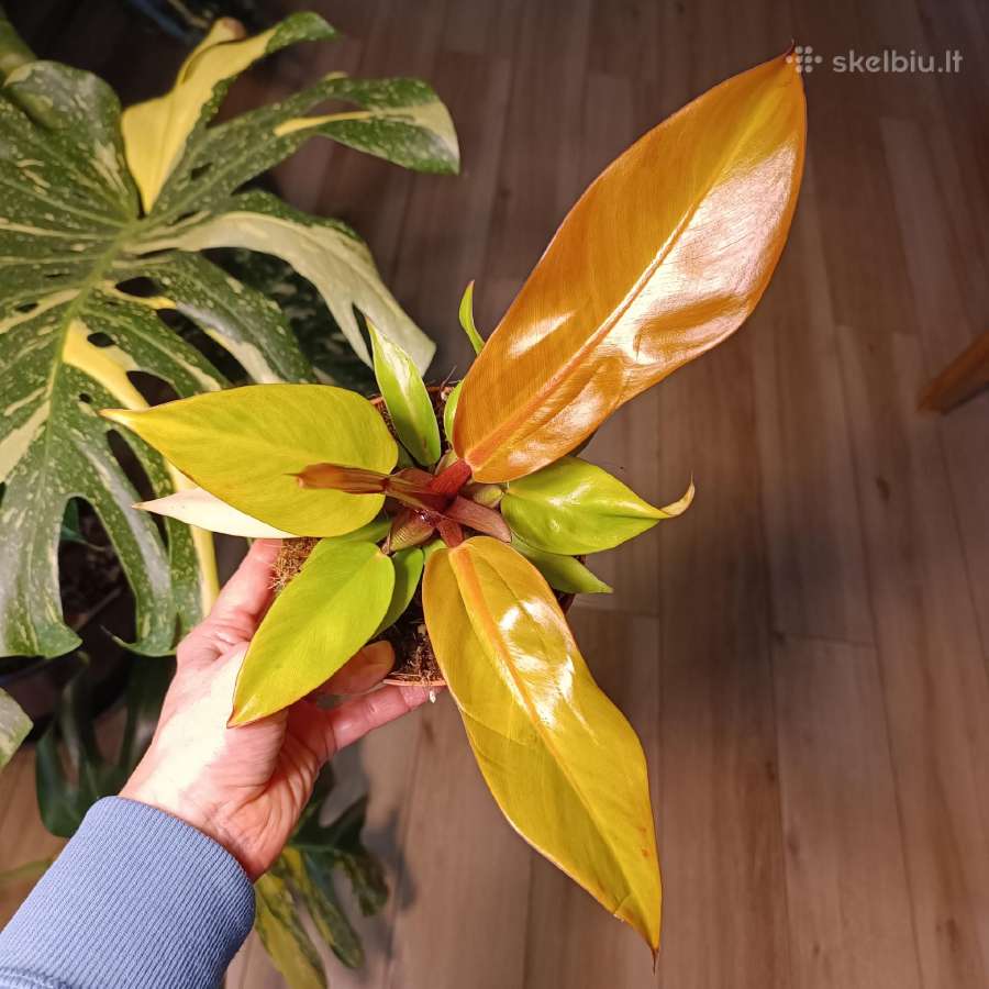 Philodendron Prince of Orange