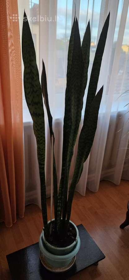 Gėlė sansavera