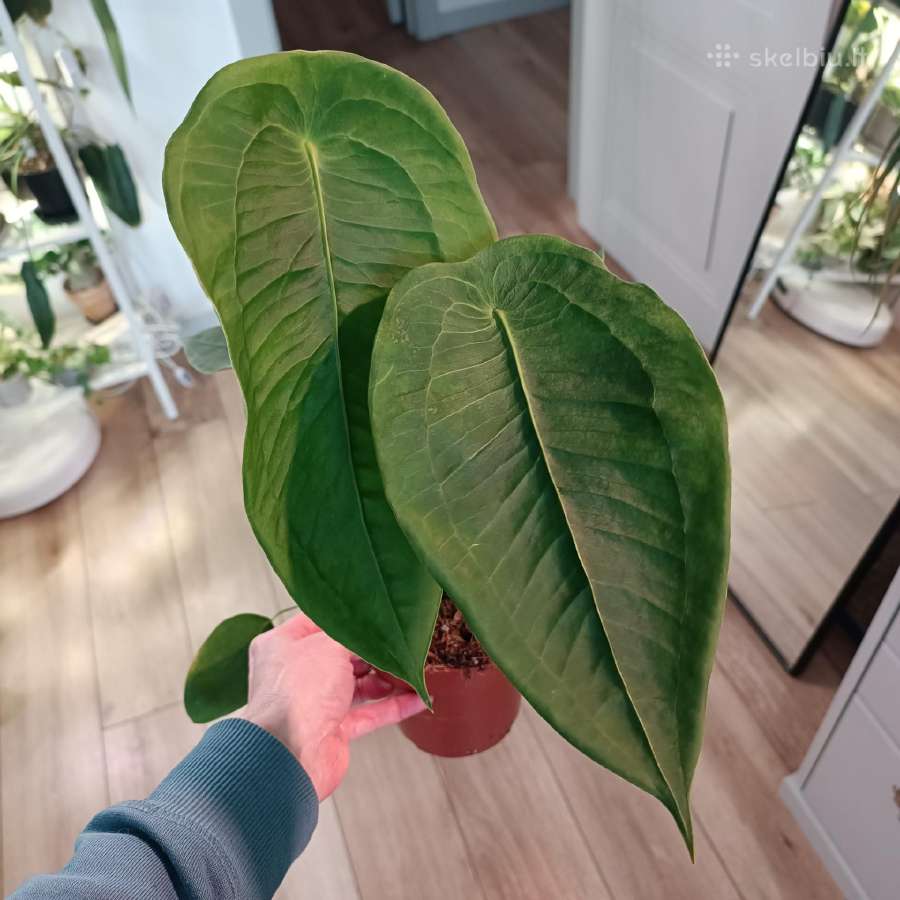 Anthurium Peltigerum