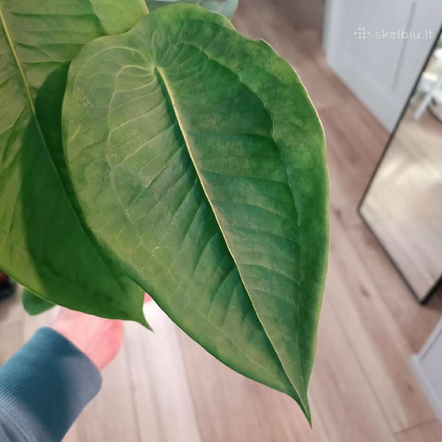 Anthurium Peltigerum - nuotraukos Nr. 2