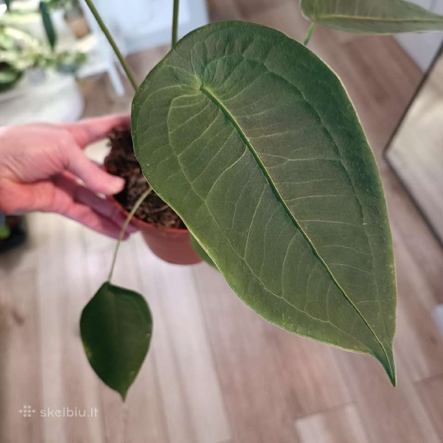 Anthurium Peltigerum - nuotraukos Nr. 3