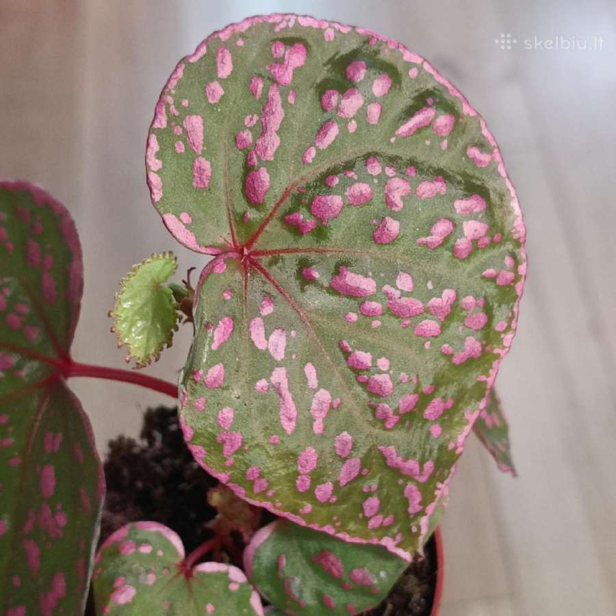 Begonia sp Muara Wahau