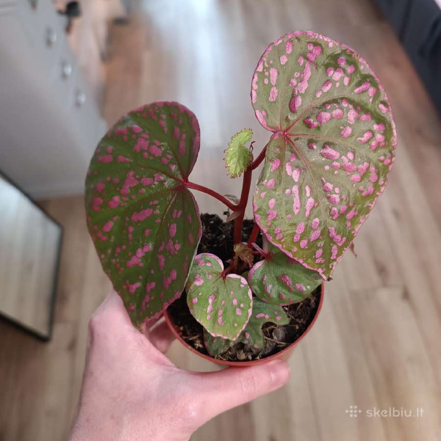 Begonia sp Muara Wahau - nuotraukos Nr. 2