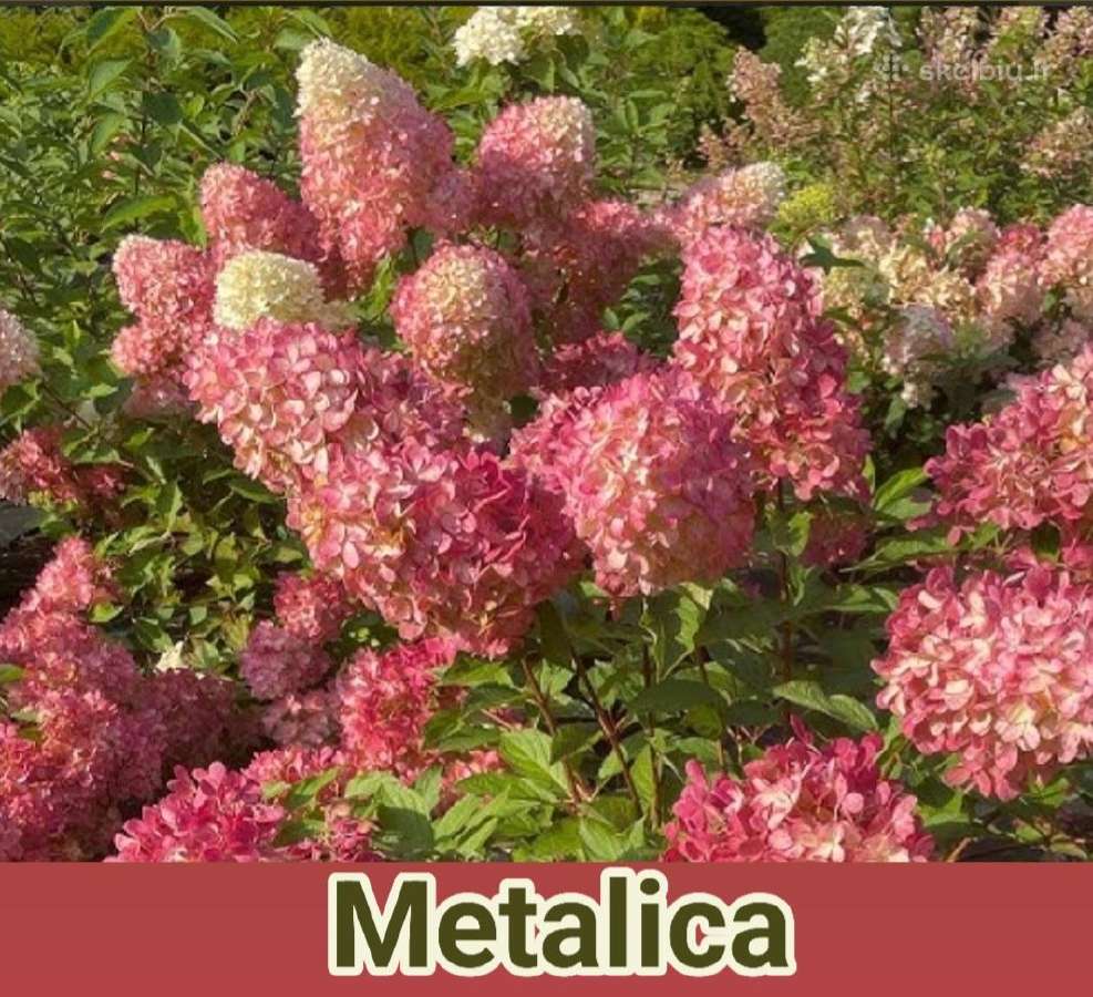 Šluotelinės hortenzijos Melba ir Metalica