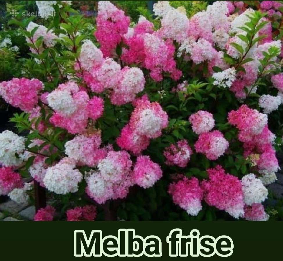Šluotelinės hortenzijos Melba ir Metalica - nuotraukos Nr. 2