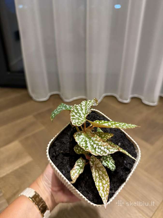 Begonija Maculata