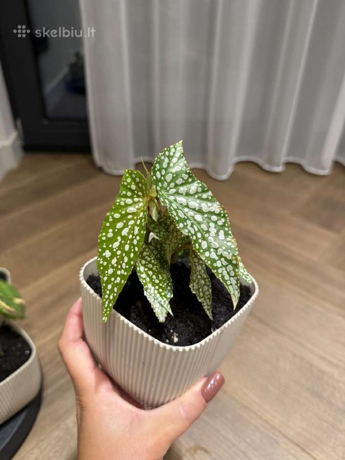 Begonija Maculata