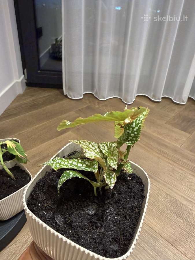 Begonija Maculata - nuotraukos Nr. 2