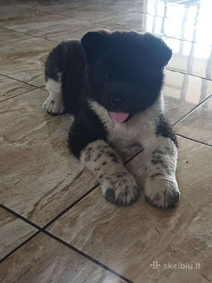 Akita
