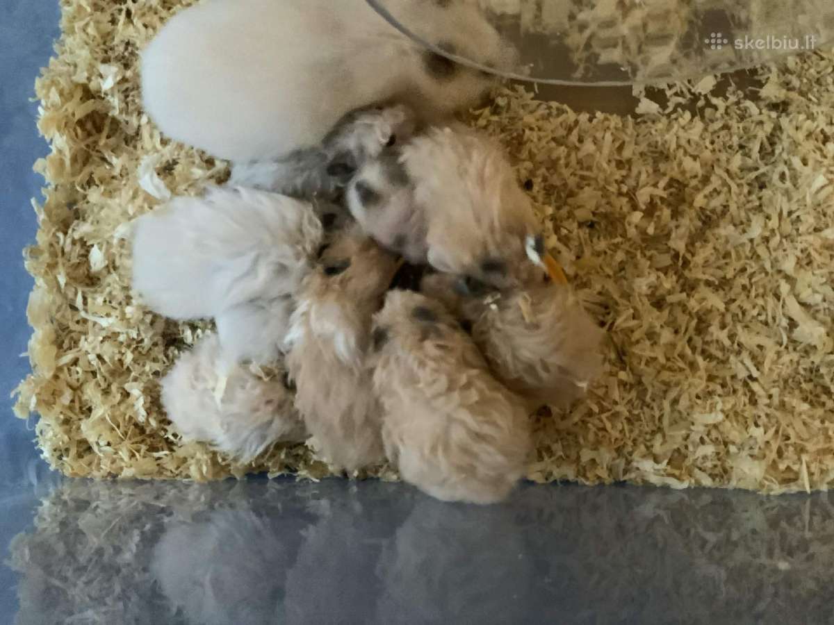 Sirijos žiurkenai - 6 savaiciu