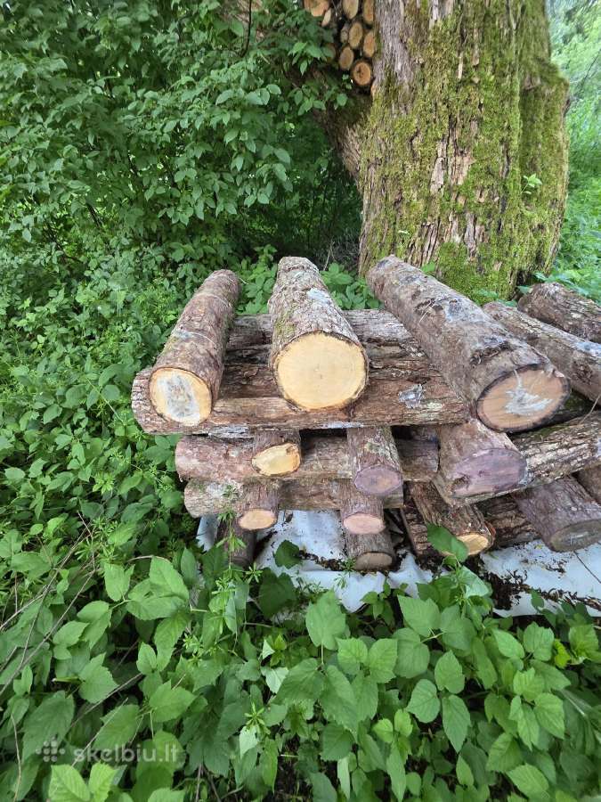 Rąsteliai su „Liūto karčių“ grybiena (lion's Mane)