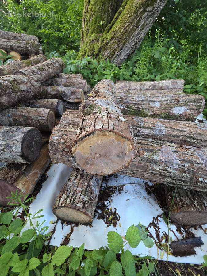 Rąsteliai su „Liūto karčių“ grybiena (lion's Mane) - nuotraukos Nr. 4