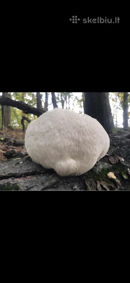 Rąsteliai su „Liūto karčių“ grybiena (lion's Mane) - nuotraukos Nr. 6