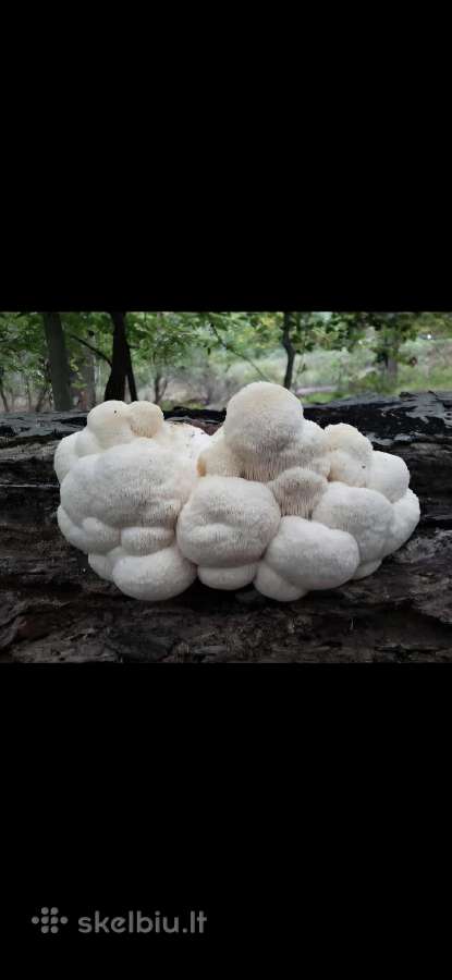 Rąsteliai su „Liūto karčių“ grybiena (lion's Mane) - nuotraukos Nr. 7