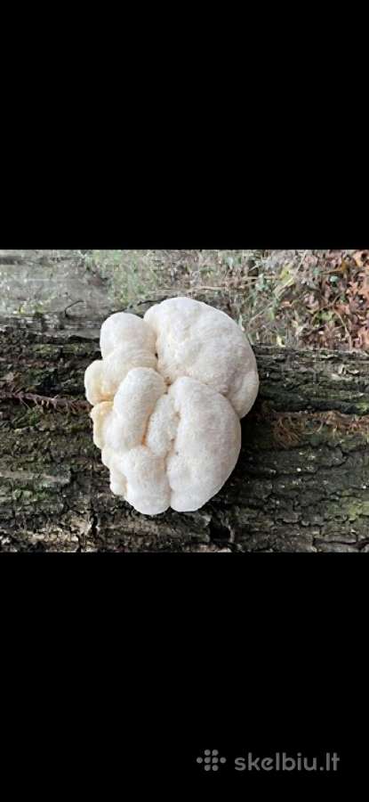 Rąsteliai su „Liūto karčių“ grybiena (lion's Mane) - nuotraukos Nr. 8