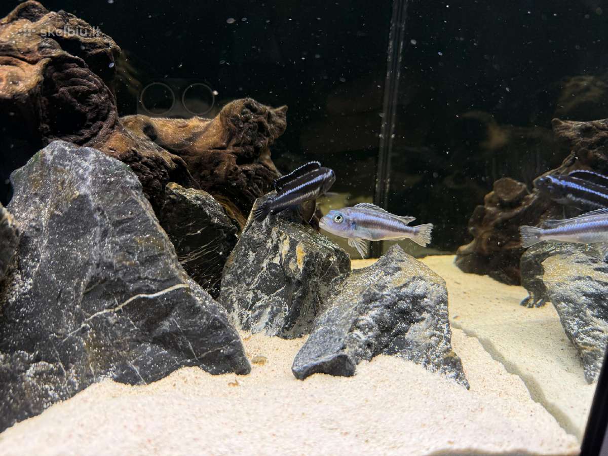 Fluval Roma 90akvariumas - nuotraukos Nr. 3