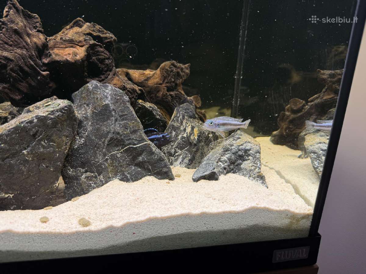 Fluval Roma 90akvariumas - nuotraukos Nr. 4