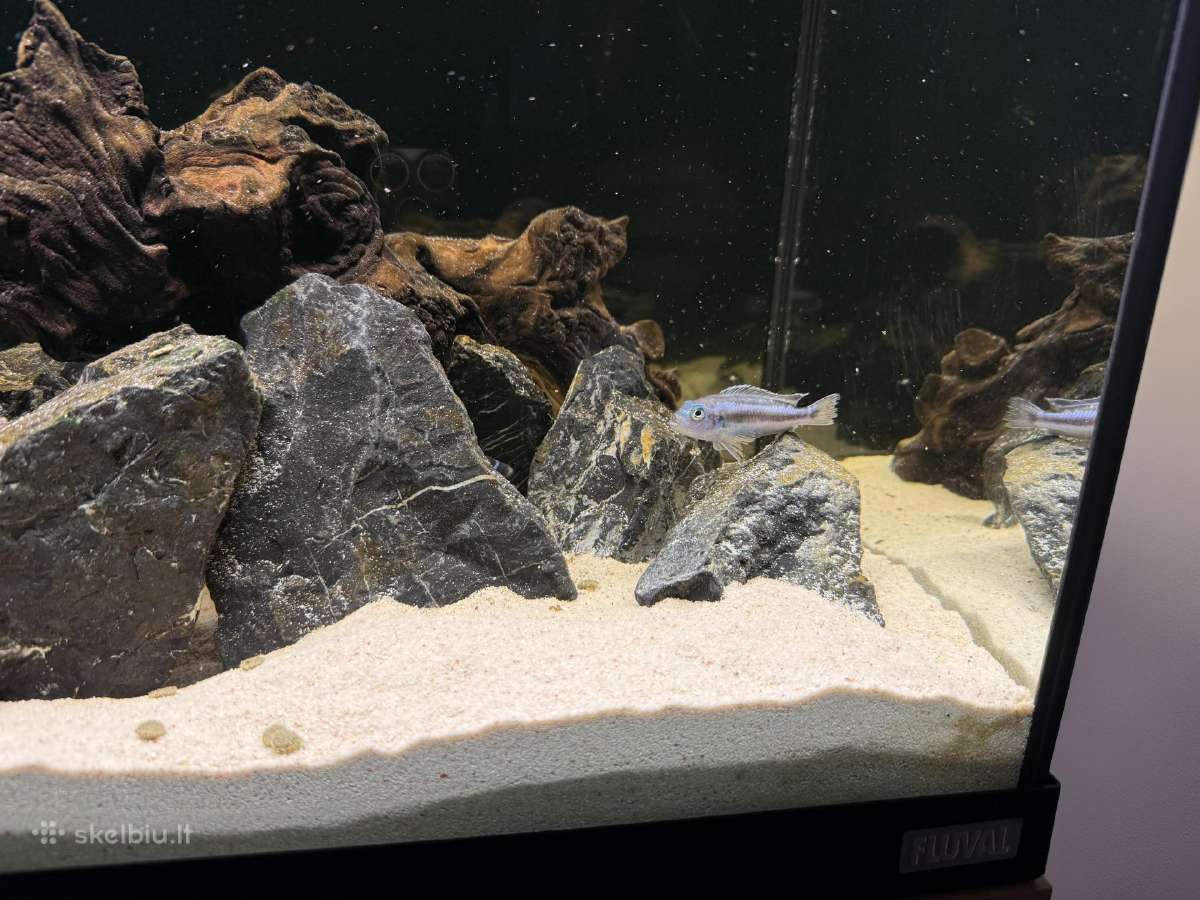 Fluval Roma 90akvariumas - nuotraukos Nr. 5