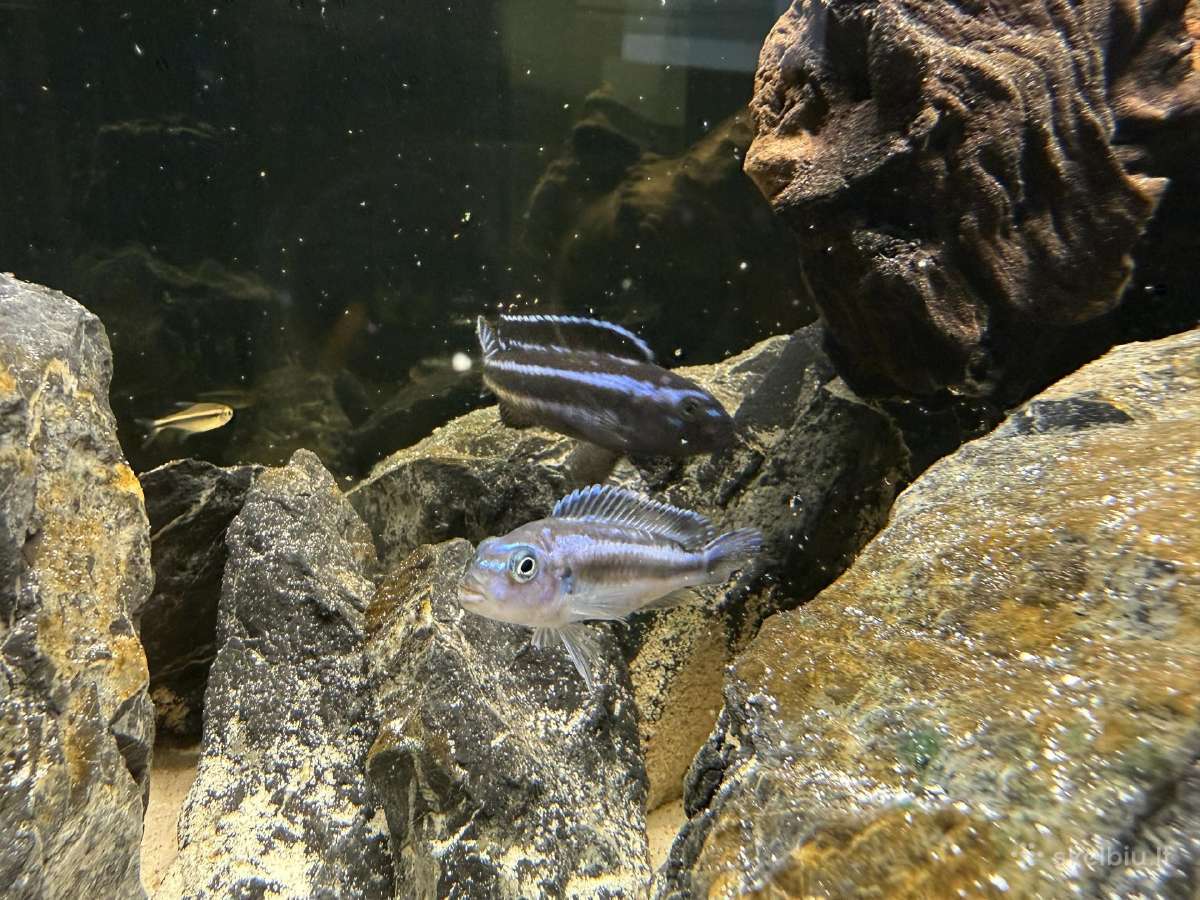 Fluval Roma 90akvariumas - nuotraukos Nr. 9