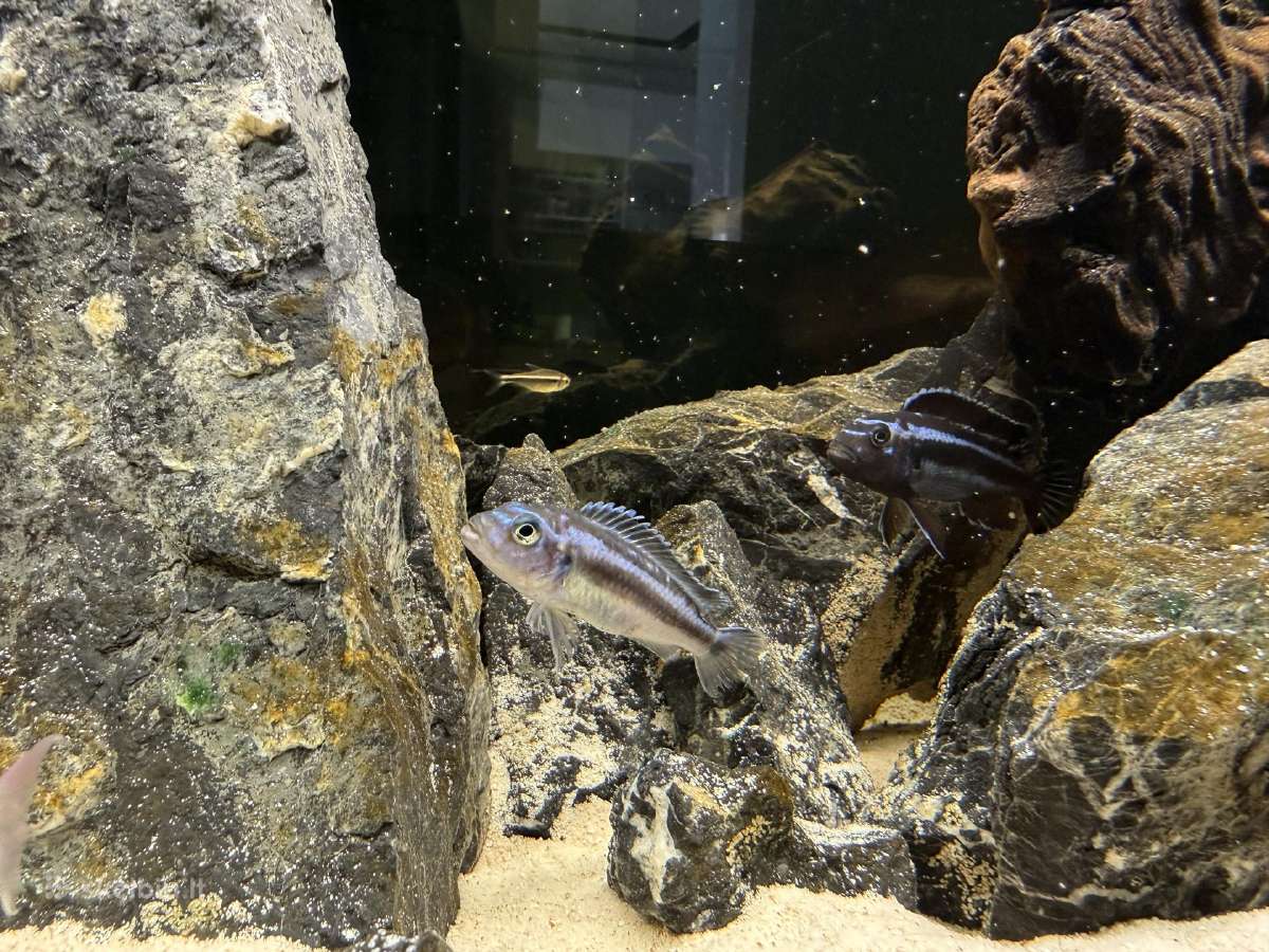 Fluval Roma 90akvariumas - nuotraukos Nr. 11