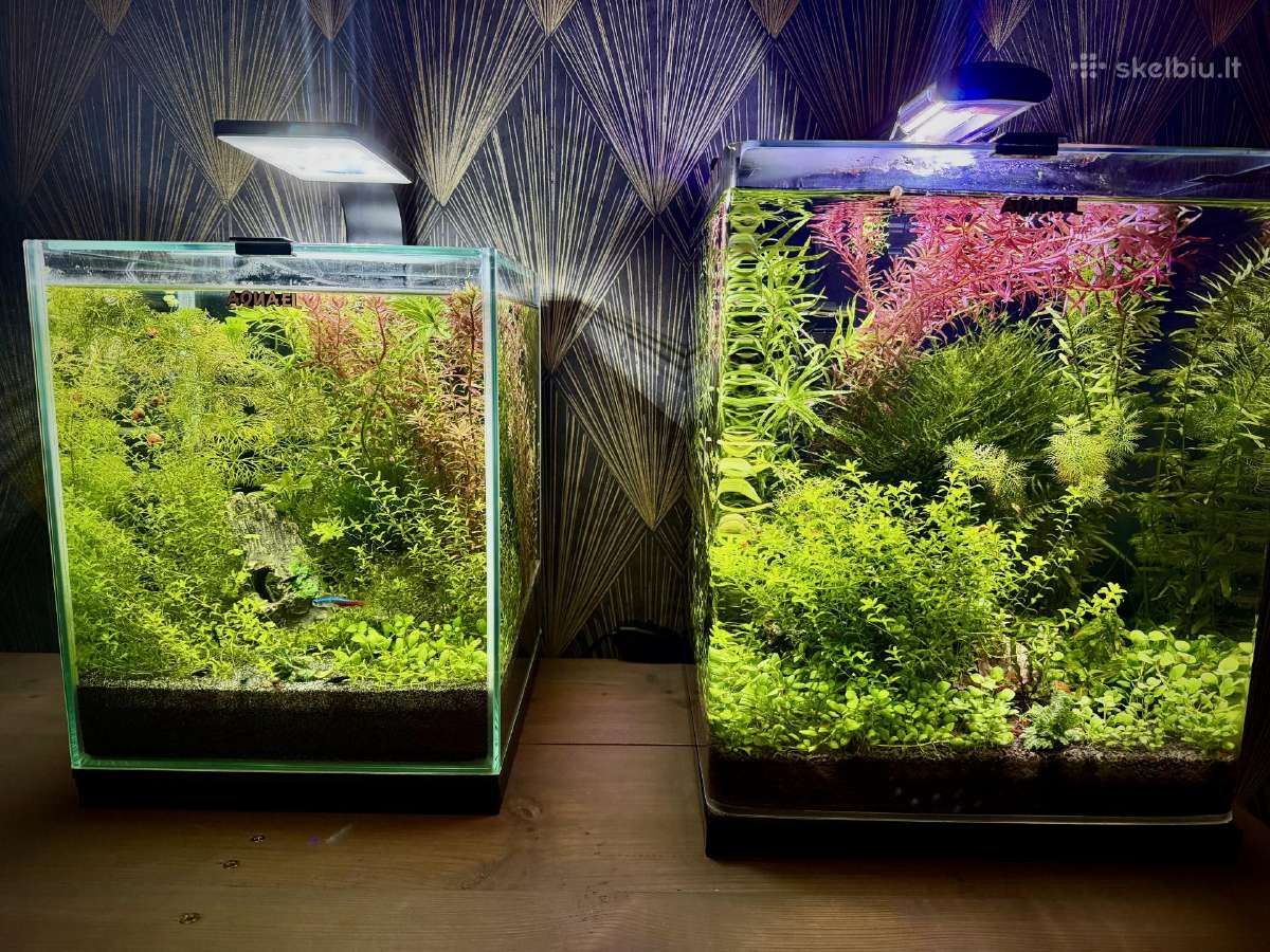 Aquael shrimp set 20, Opti bent 30