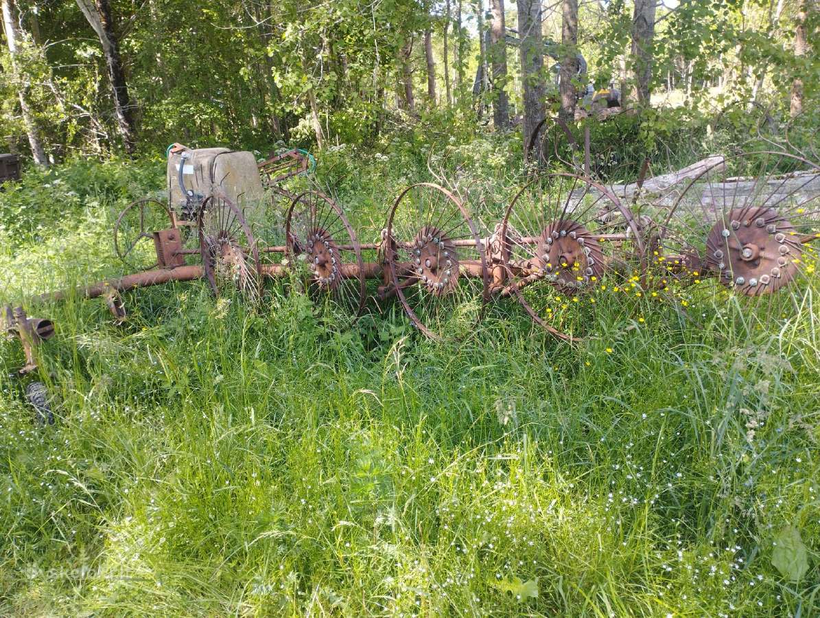 Veikenti rasa 1m85cm - nuotraukos Nr. 4