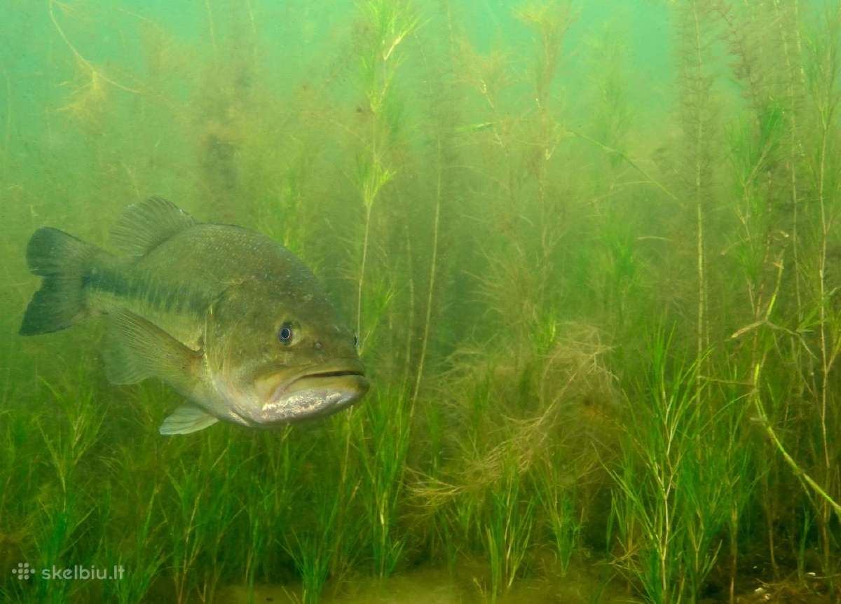 Largemouth bass šiaurės Amerikos ešeriai zuvys - nuotraukos Nr. 11