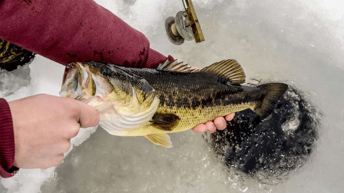 Largemouth bass šiaurės Amerikos ešeriai zuvys - nuotraukos Nr. 8