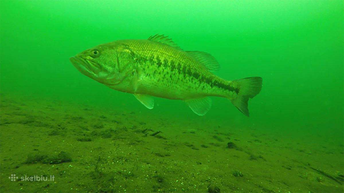 Largemouth bass šiaurės Amerikos ešeriai zuvys - nuotraukos Nr. 6