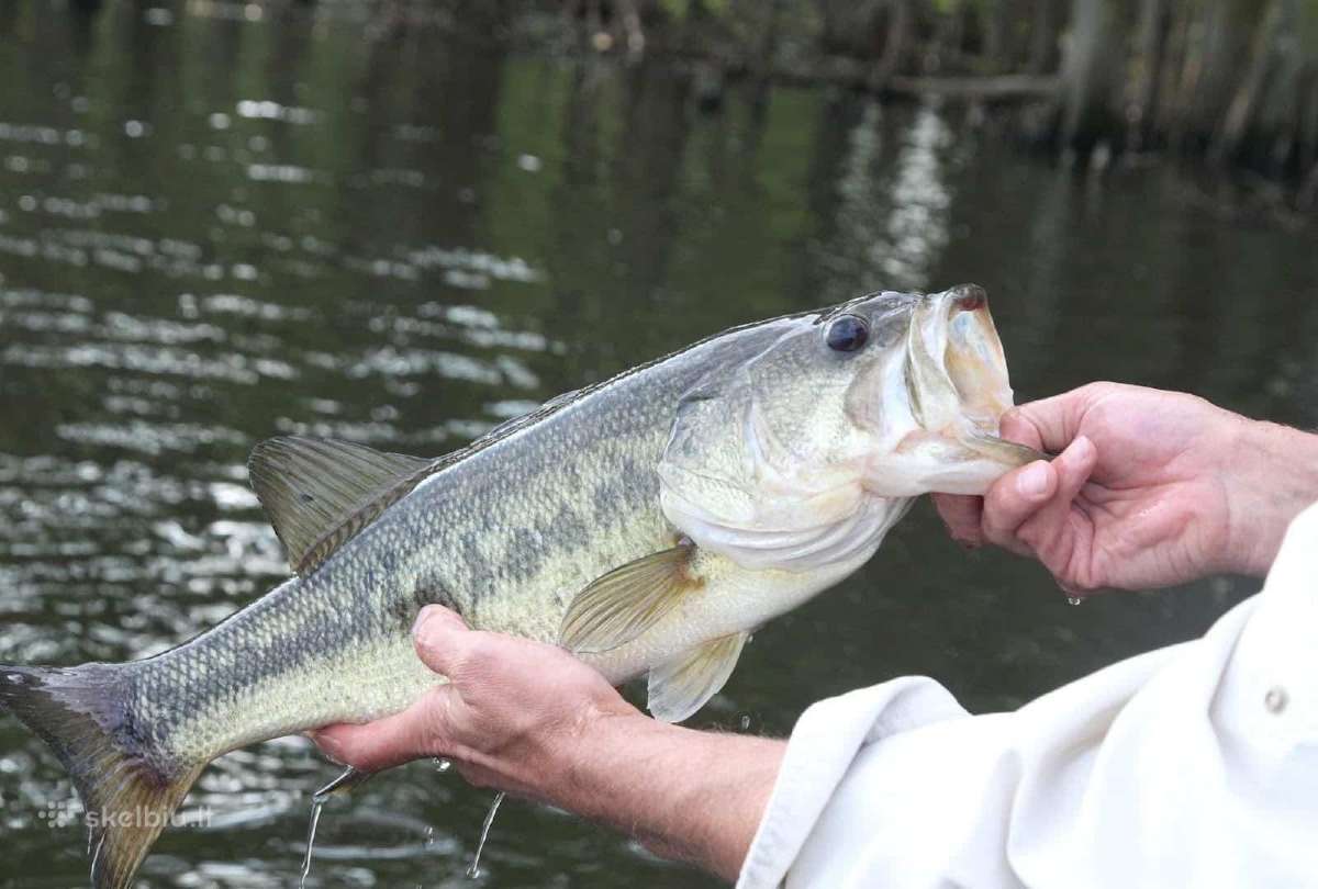 Largemouth bass šiaurės Amerikos ešeriai zuvys - nuotraukos Nr. 12
