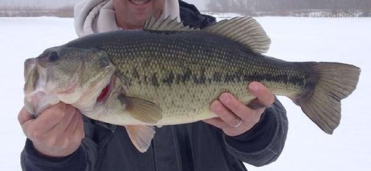 Largemouth bass šiaurės Amerikos ešeriai zuvys - nuotraukos Nr. 9